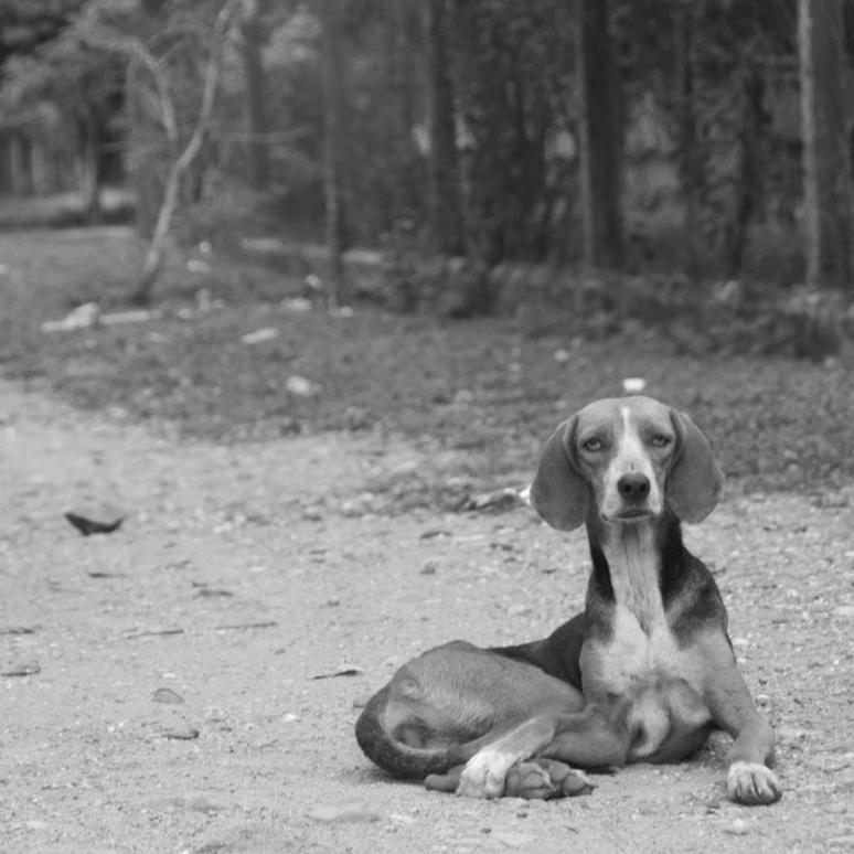 A dog reclining on a dirt road
